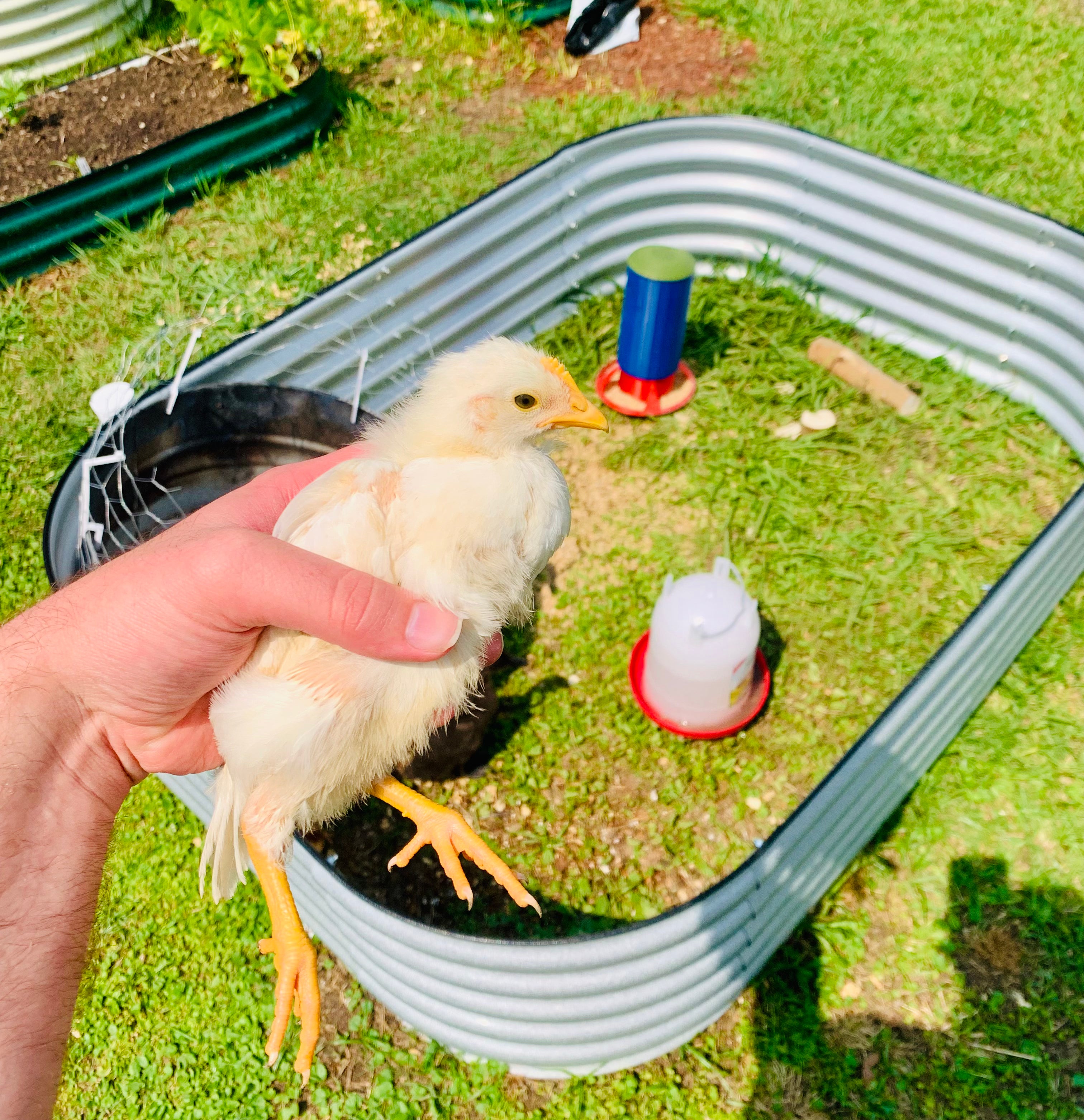 Chicken Feeder- 3D Printed